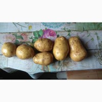 Продам картофель крупный в Липецке