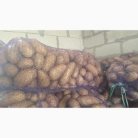 Продам картофель крупный в Липецке