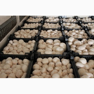 Продаем грибы оптом в Краснодаре, грибы оптом Краснодарский край