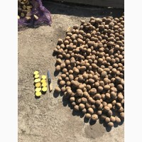 Предлагаем семенной картофель от производителя КФХ ТРИО Брянская область