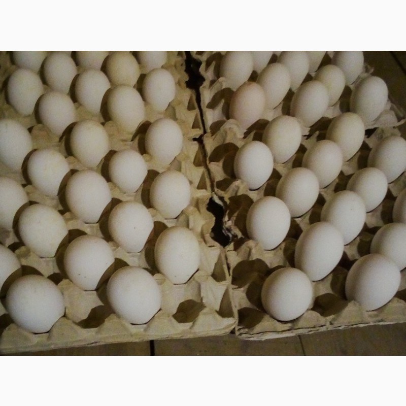 Куплю инкубационное яйцо воронеж. Яйцо гусиное инкубационное. Инкубационное яйцо гусей. Инкубация гусиных яиц. Вес гусиного инкубационного яйца.