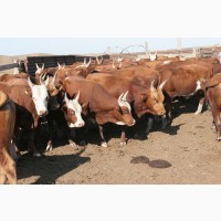 Экспорт крс быки, бычки, телята на Мусульманские страны