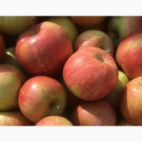 Продам яблоки разных сортов опт