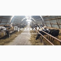 Продажа КРС оптом по России Молочные нетели КРС Продажа племенных нетелей