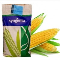 Семена кукурузы Syngenta/Сингента
