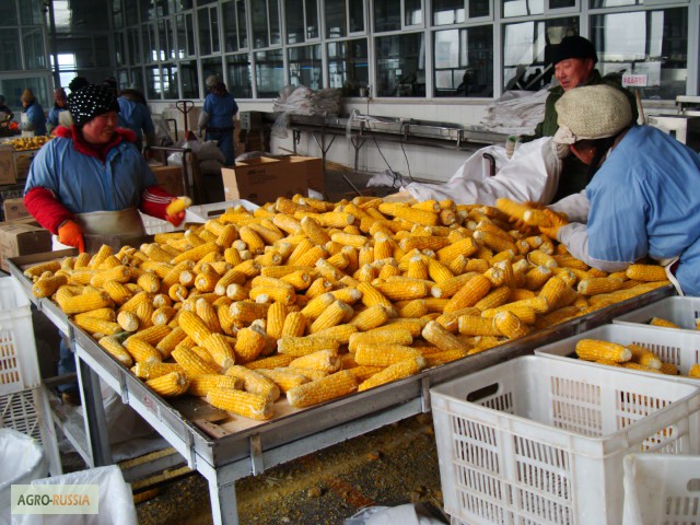 Фото 2. Сладкая кукуруза, быстро-замороженная, сахарная, в початках