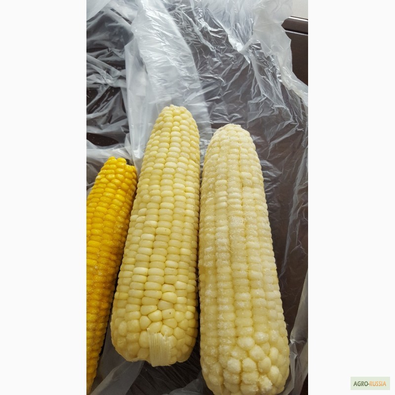 Фото 7. Сладкая кукуруза, быстро-замороженная, сахарная, в початках
