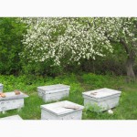 Пчелосемьи и пчелопакеты 2015