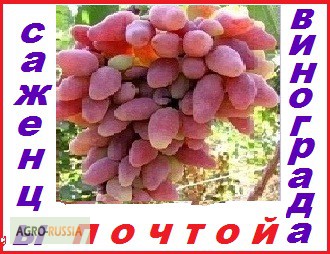 Саженцы винограда 2-х летки от производителя-почтой по России, Казахстана, Белоруссии