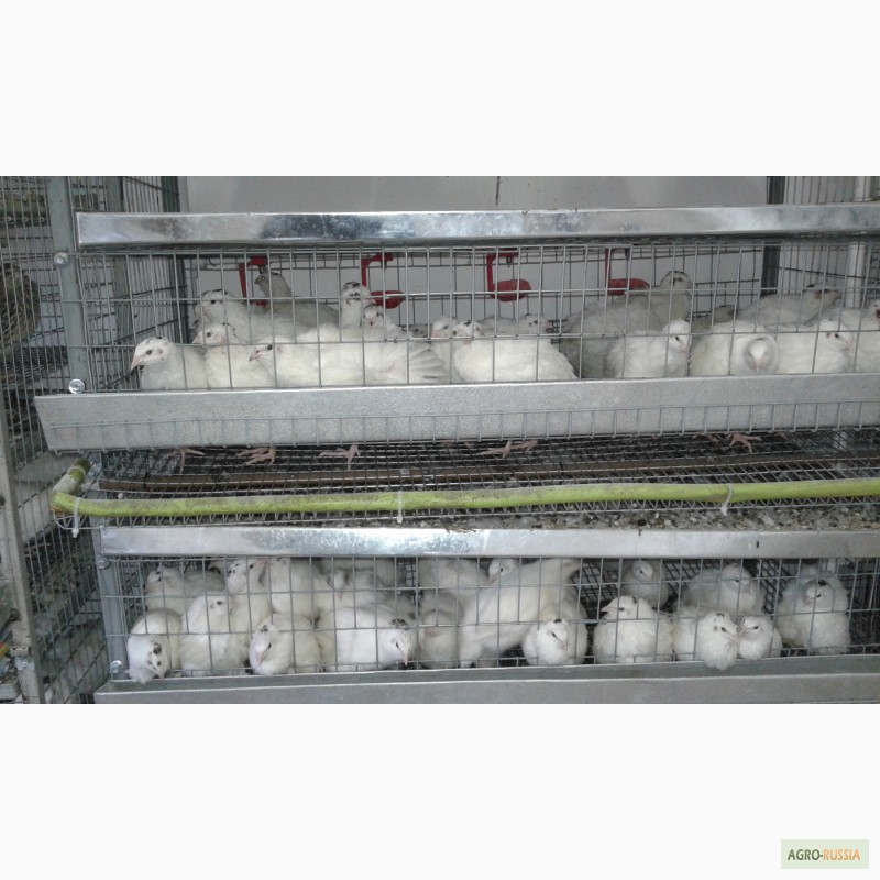 Фото 4. Продам перепелов.инкубационное яйцо