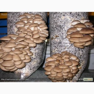 Блоки грибные для выращивания вешенки