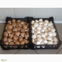 Продаем свежие грибы + доставка
