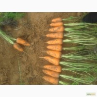 Морковь сорт Каскад