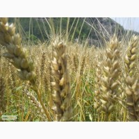 Яровая пшеница