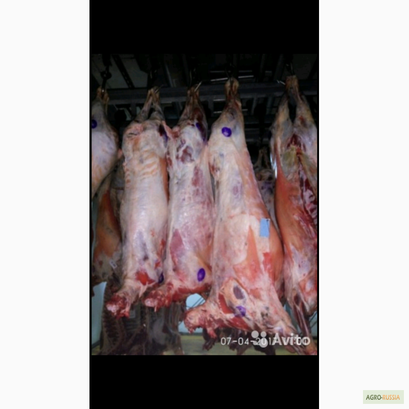 Фото 2. Продаем мясо баранины
