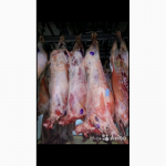 Продаем мясо баранины