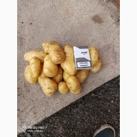 Картофель от производителя Калуга