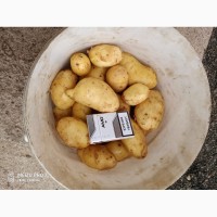 Картофель от производителя Калуга