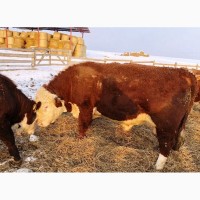 Продаю живым весом быков породы герефорд (КРС)
