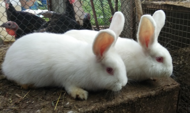 Фото 3. Кролики калифорния, шиншилы, НЗБ и помесные