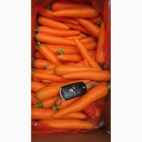 Продаю Морковь мытую производство Китай