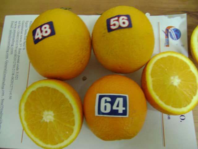 Фото 6. Апельсин сладкий