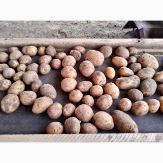 Продам картофель урожая 2018