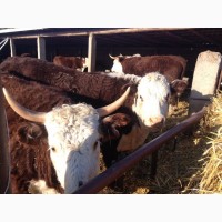 Коровы Казахской Белоголовой породы