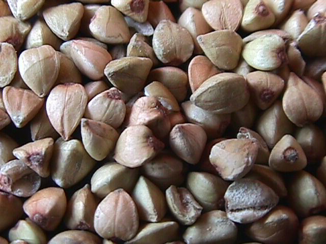 Фото 4. Семена гречки Канадский трансгенный сорт гречихи FLORIDA