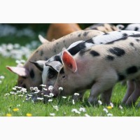 Куплю свиней на доращивание