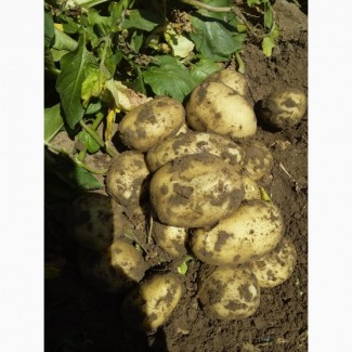 Картофель урожай 2020
