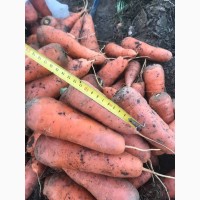 Продам морковь каскад