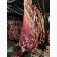 ООО Сантарин, реализует говядину(быки-чорно-пёстрая порода), в полутушах