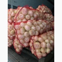 Продам лук репчатый урожай 2021 года ОПТ
