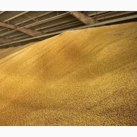 ХПП закупает пшеницу 3, 4, 5 класс, ячмень