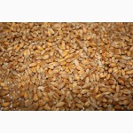 Пшеница оптом, доставка по России, экспорт