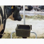 Поилки для КРС привязного содержания, Системы поения коров