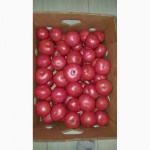 Продаем оптом томаты