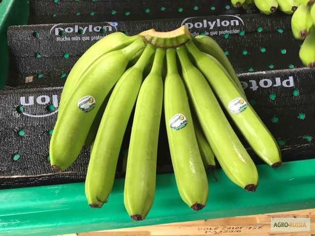 Бананы из Эквадора (Asisbane, Flavia)