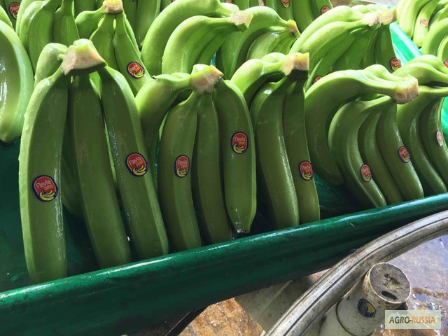 Фото 2. Бананы из Эквадора (Asisbane, Flavia)