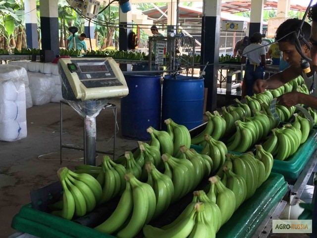 Фото 3. Бананы из Эквадора (Asisbane, Flavia)