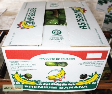 Фото 5. Бананы из Эквадора (Asisbane, Flavia)